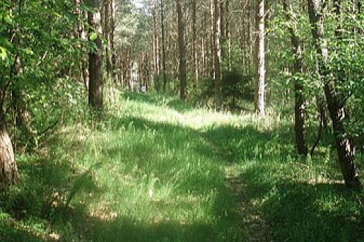 Okolice Apartamentów w Dębinie